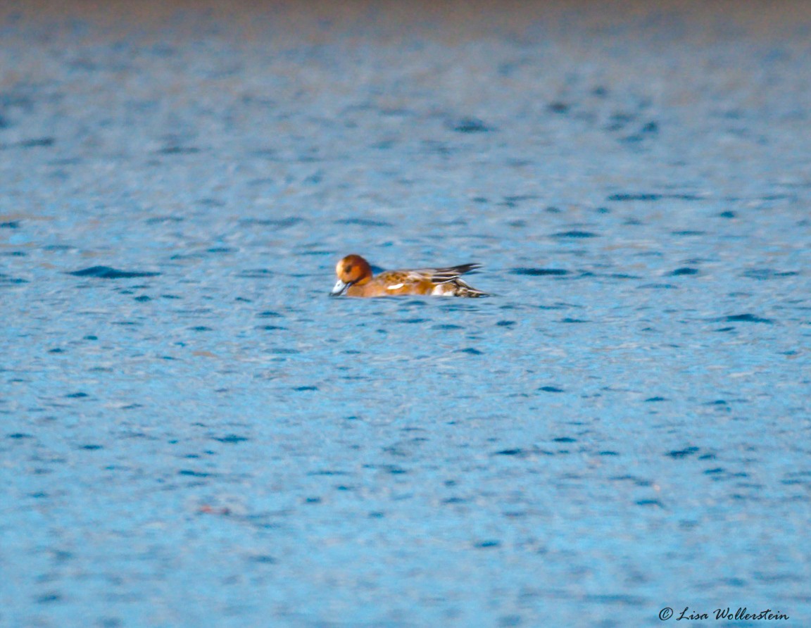 Eurasian Wigeon - ML644774076