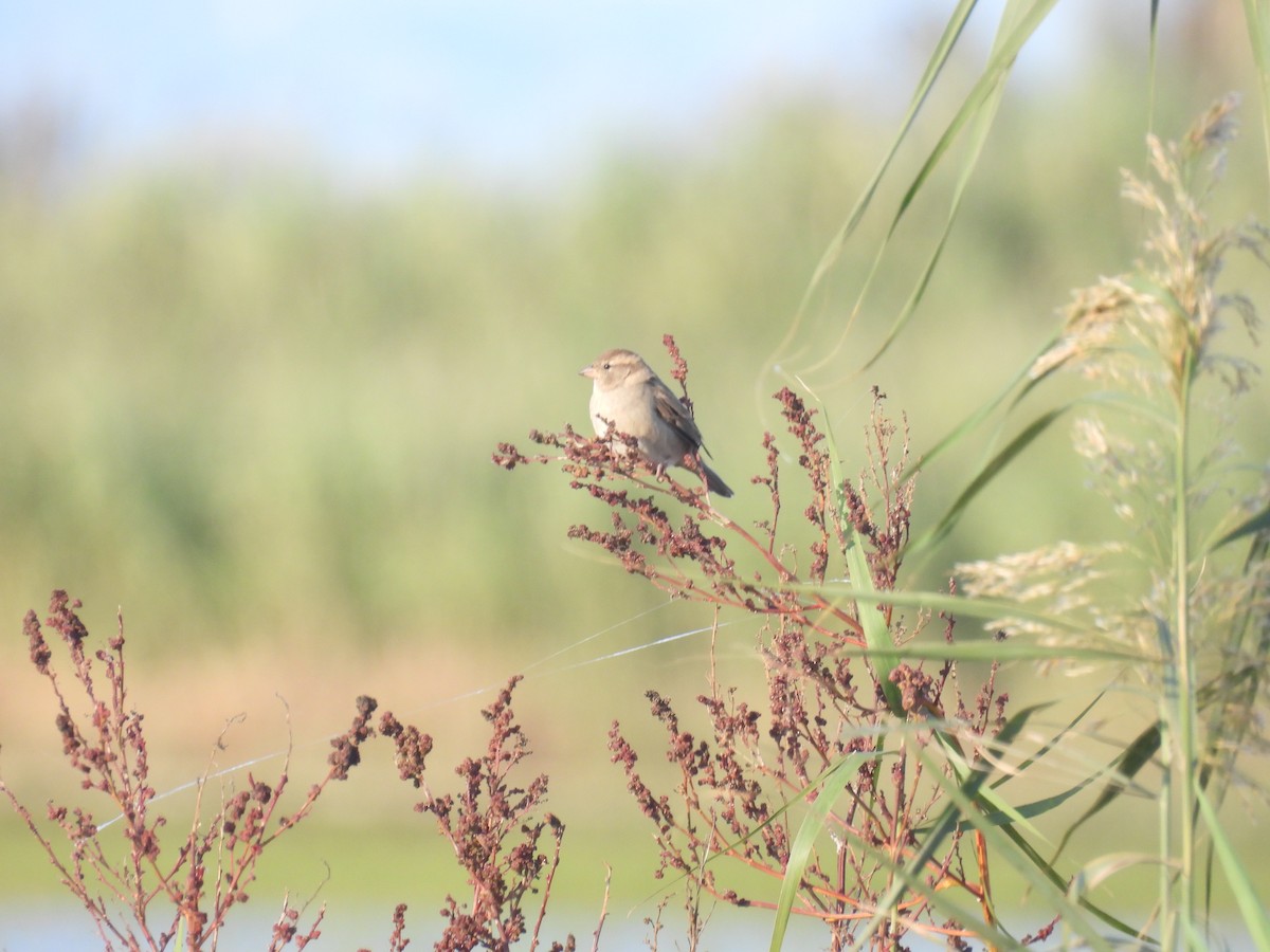 gråspurv - ML644774081