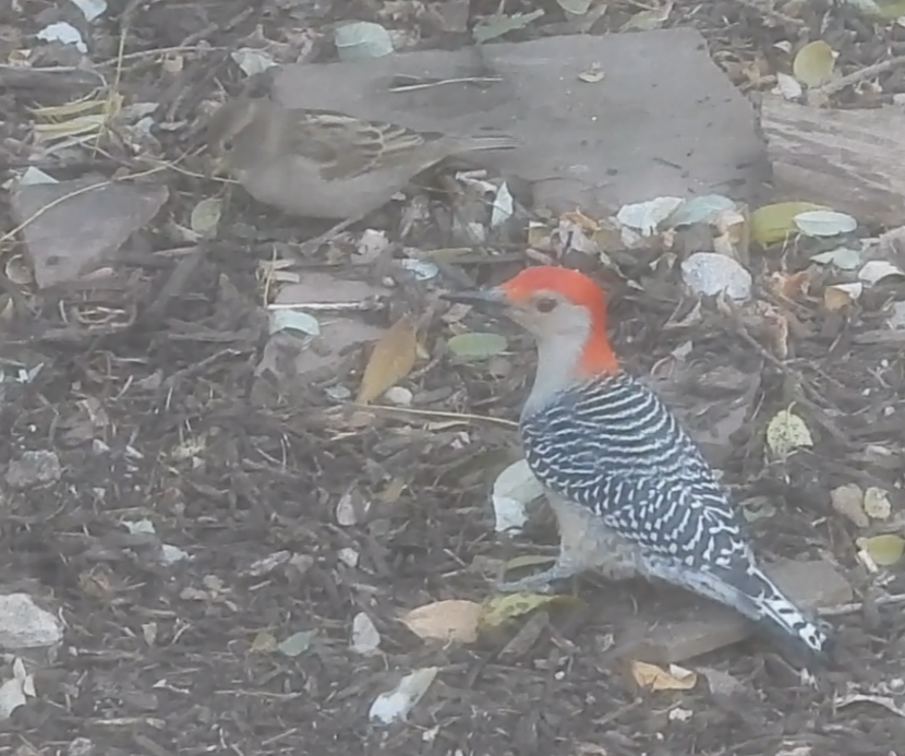 gråspurv - ML644774083