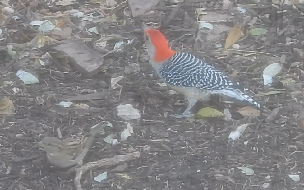 gråspurv - ML644774084