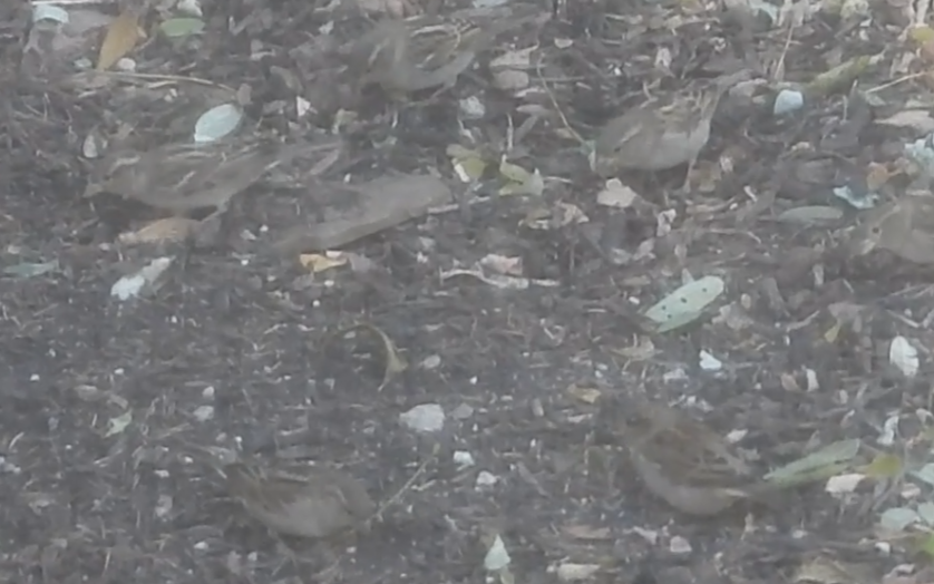 gråspurv - ML644774085