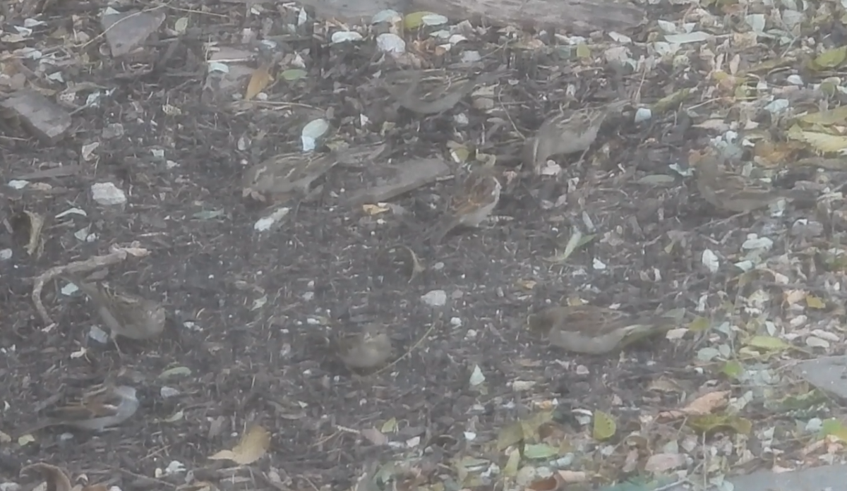 gråspurv - ML644774086