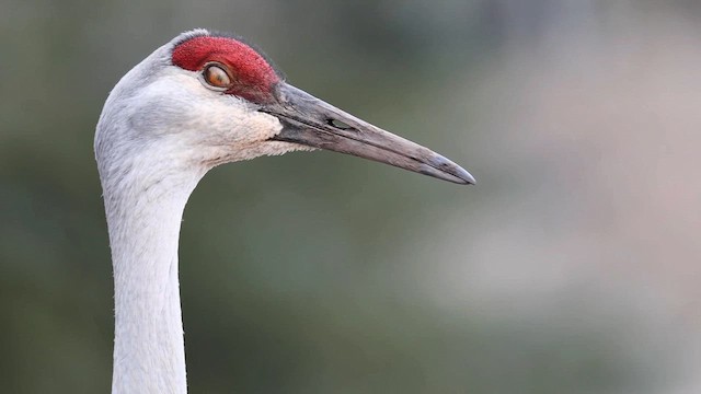 Sandhill Crane - ML644774097