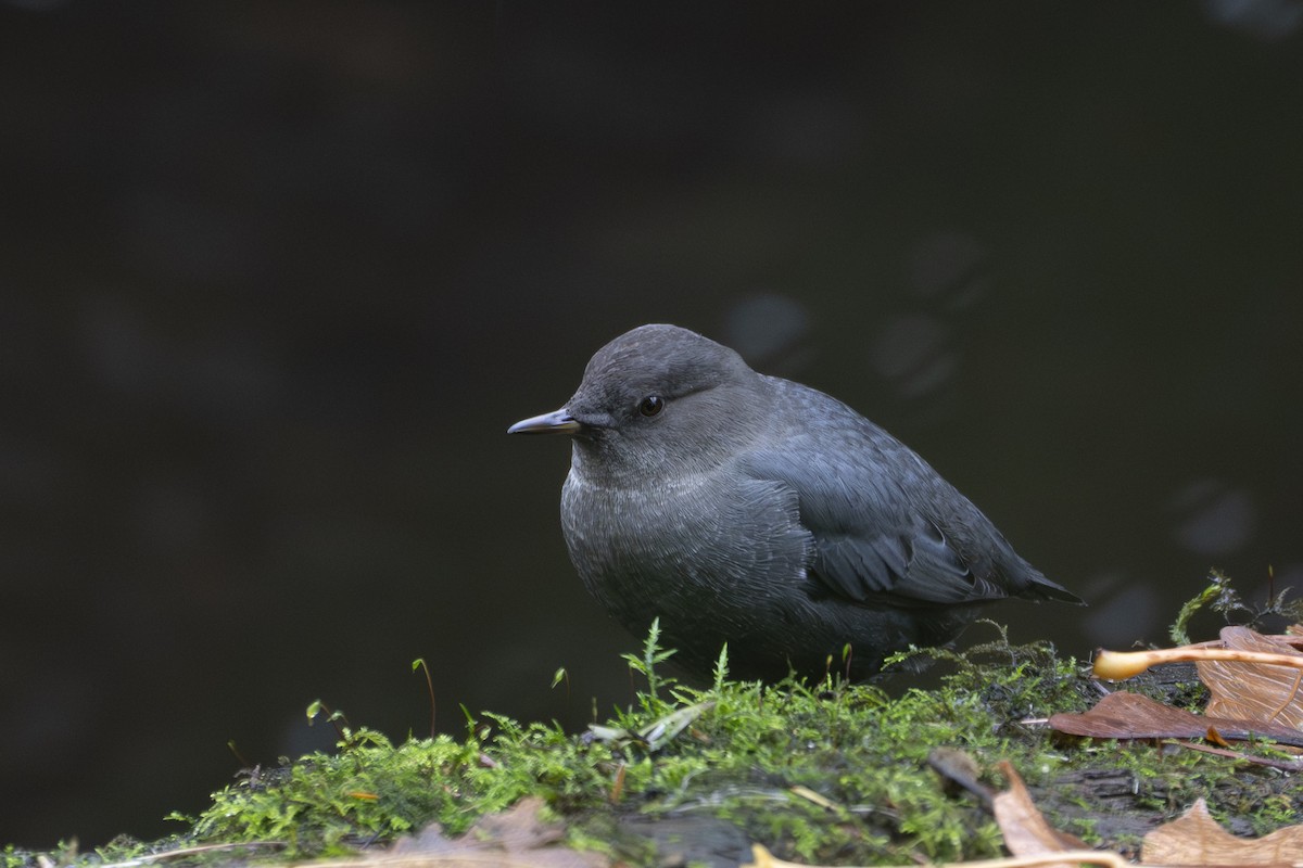 American Dipper - ML644774102