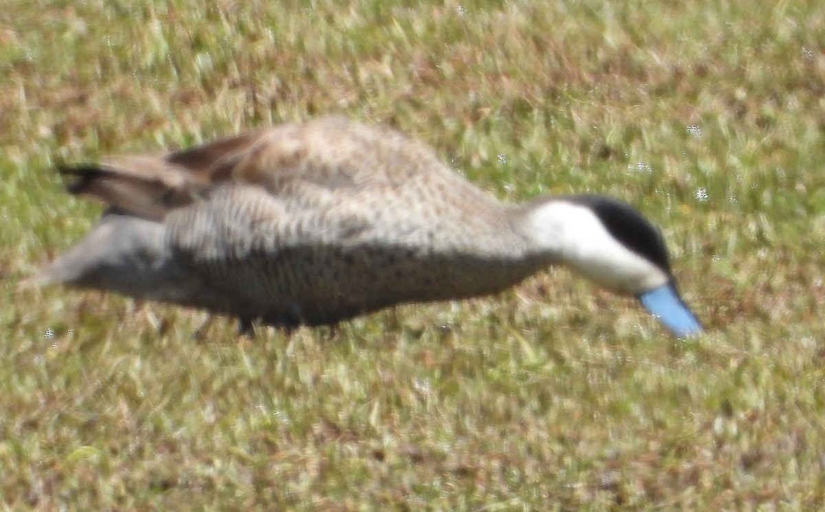 Puna Teal - ML644774104