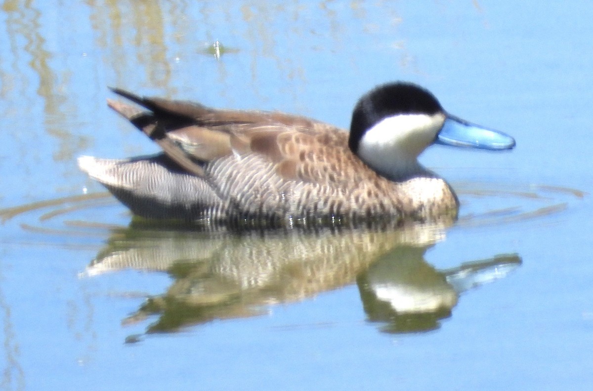 Puna Teal - ML644774105