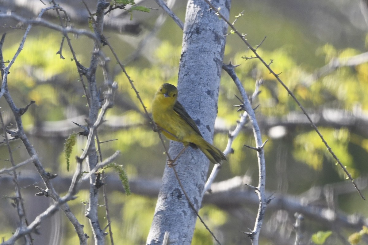 Northern/Mangrove Yellow Warbler - ML644774110