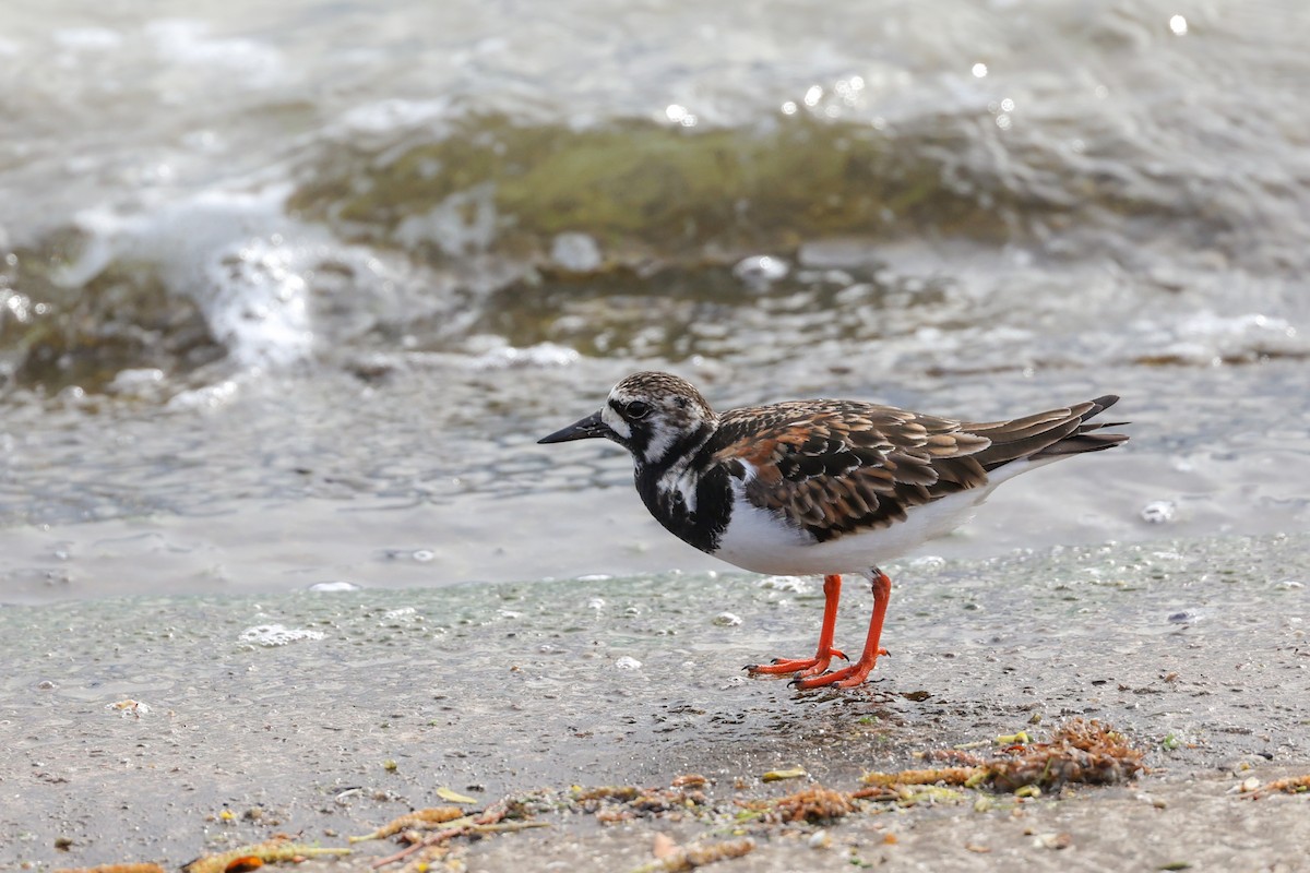 キョウジョシギ - ML644774111