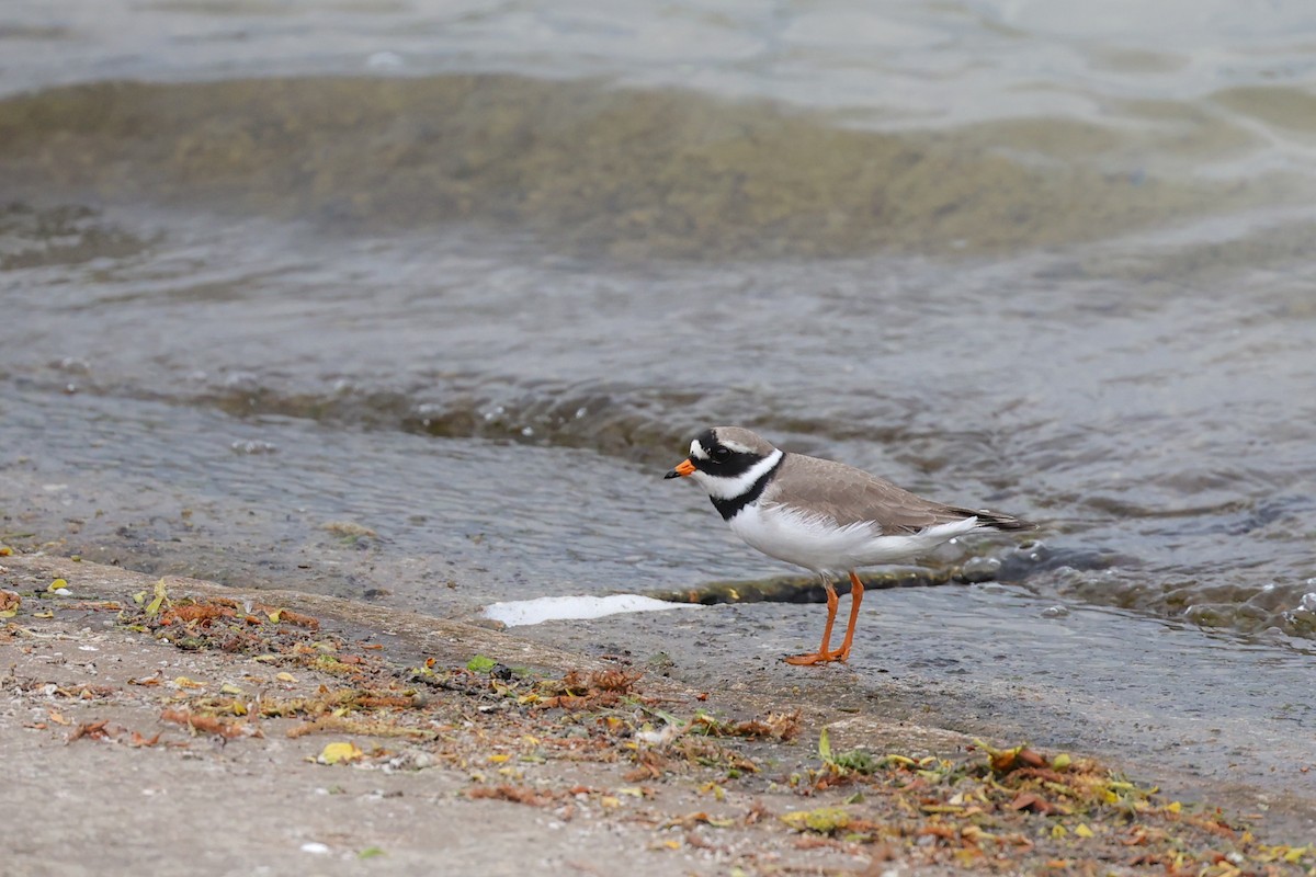 ハジロコチドリ - ML644774113