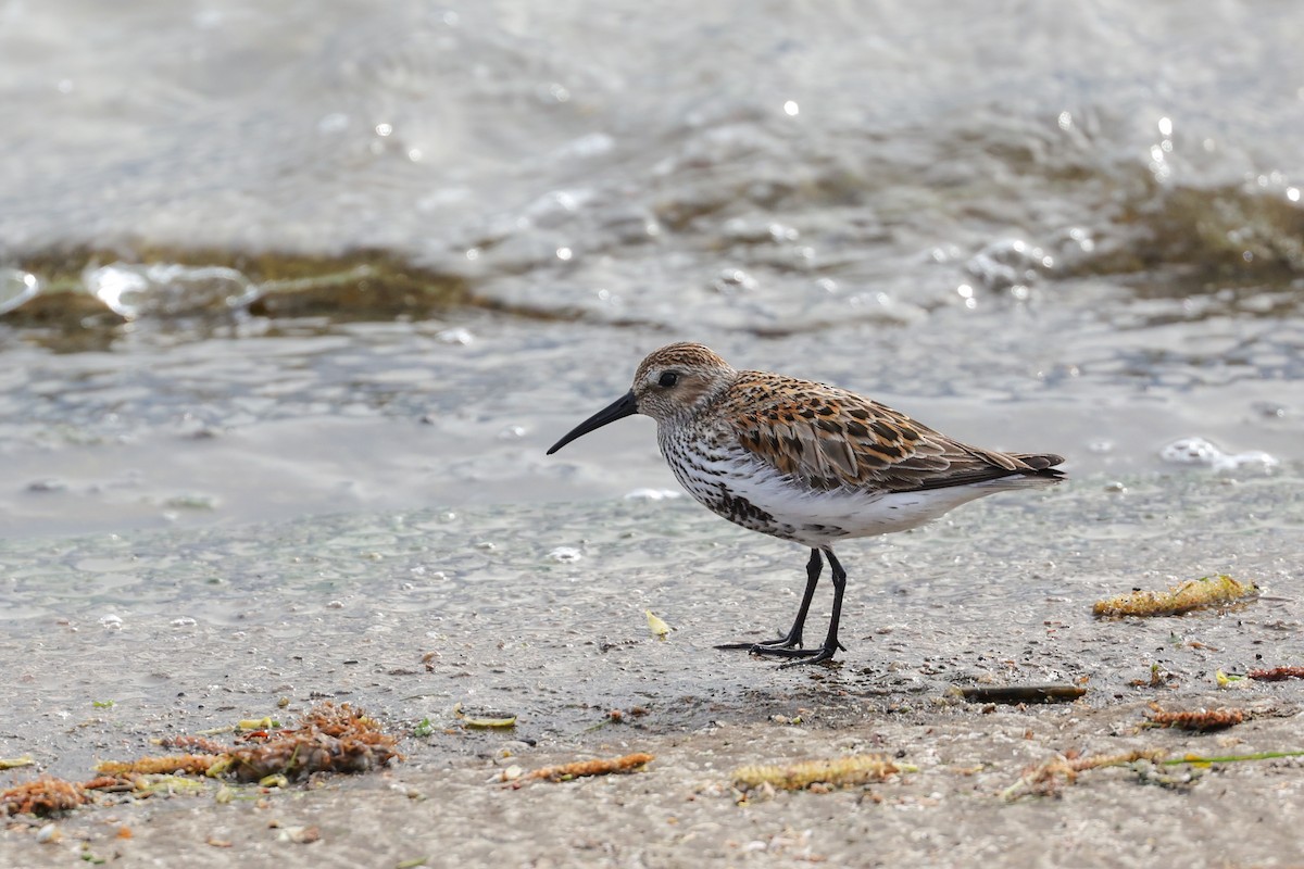 ハマシギ - ML644774117