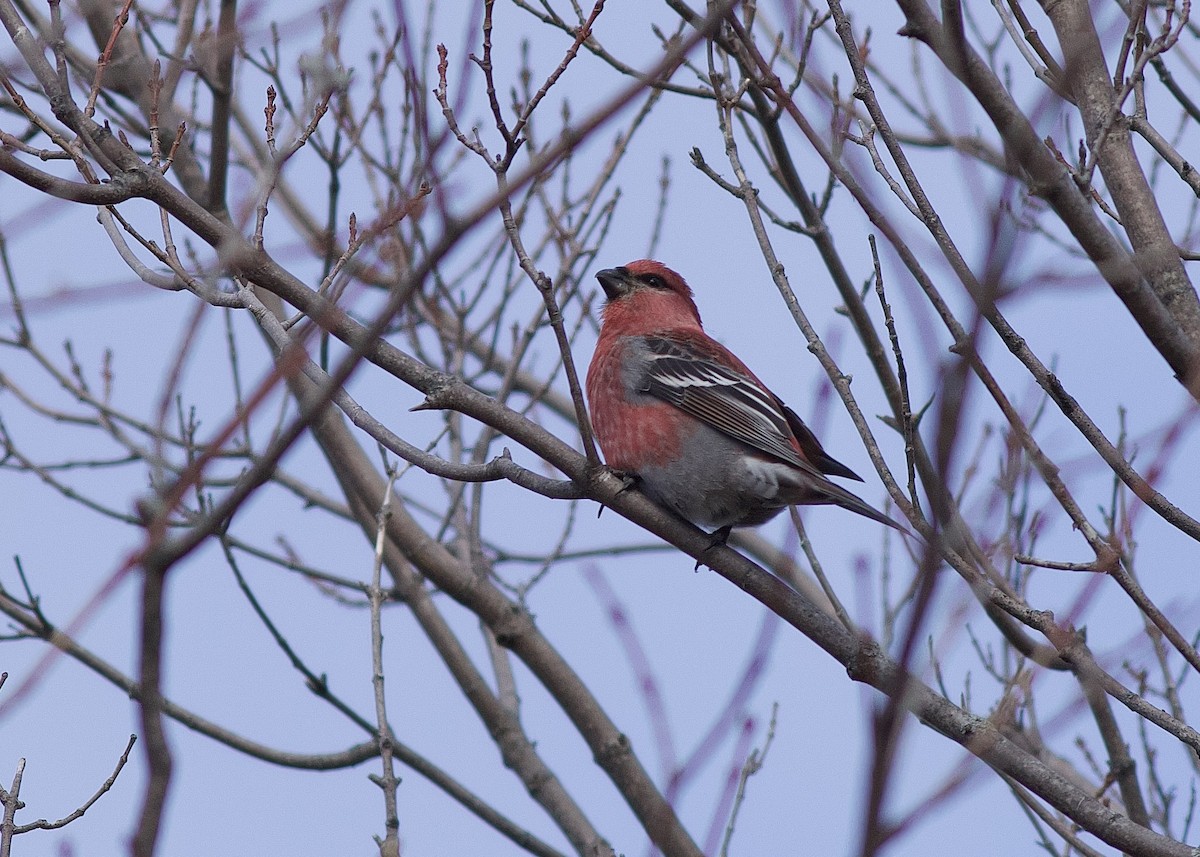 Ciuffolotto delle pinete - ML644774118
