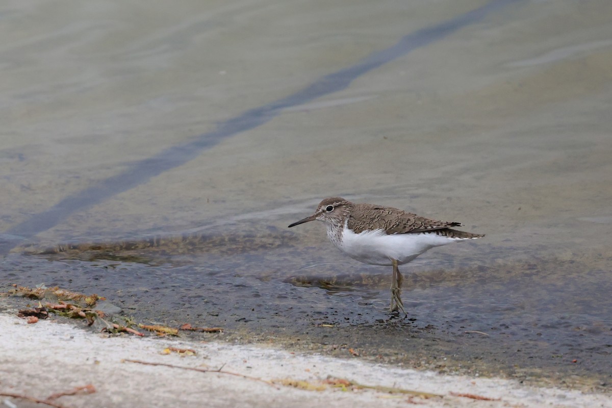 イソシギ - ML644774122