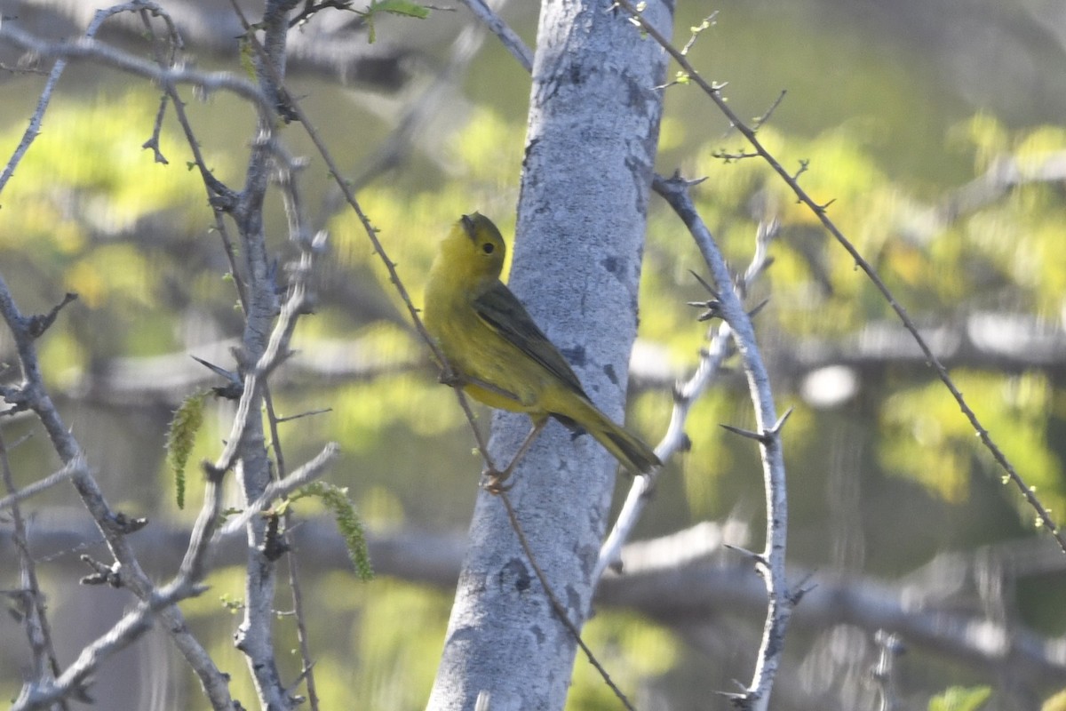 Northern/Mangrove Yellow Warbler - ML644774126