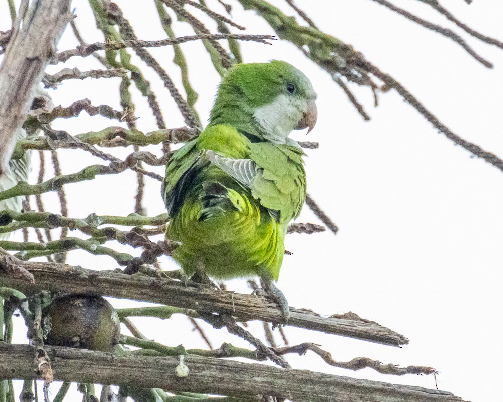 Калита сіроволий - ML644774131