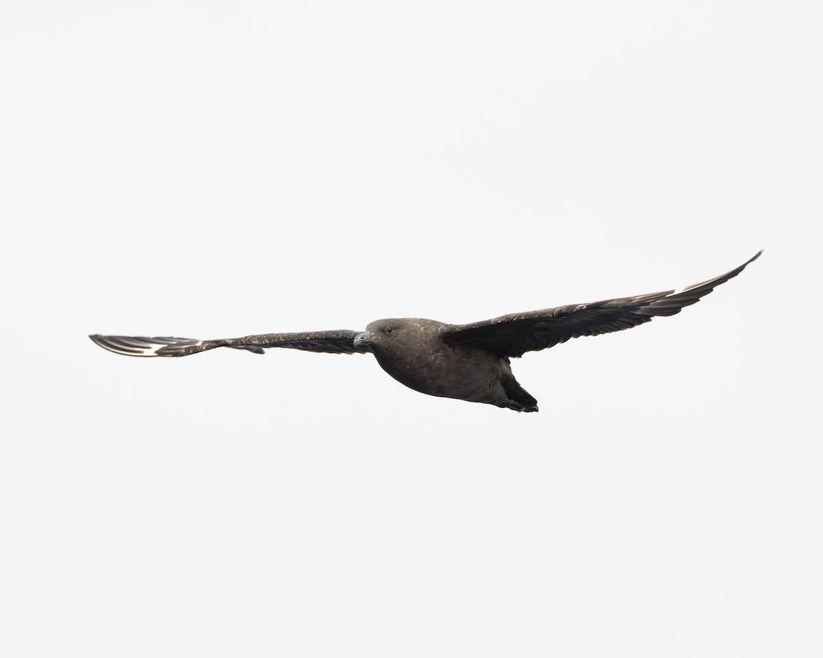 South Polar Skua - ML644774134