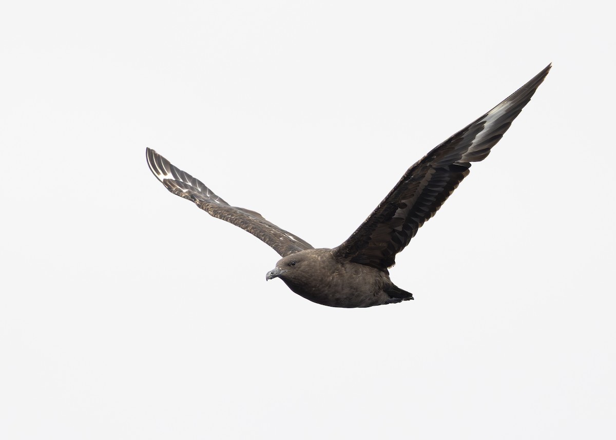 South Polar Skua - ML644774135