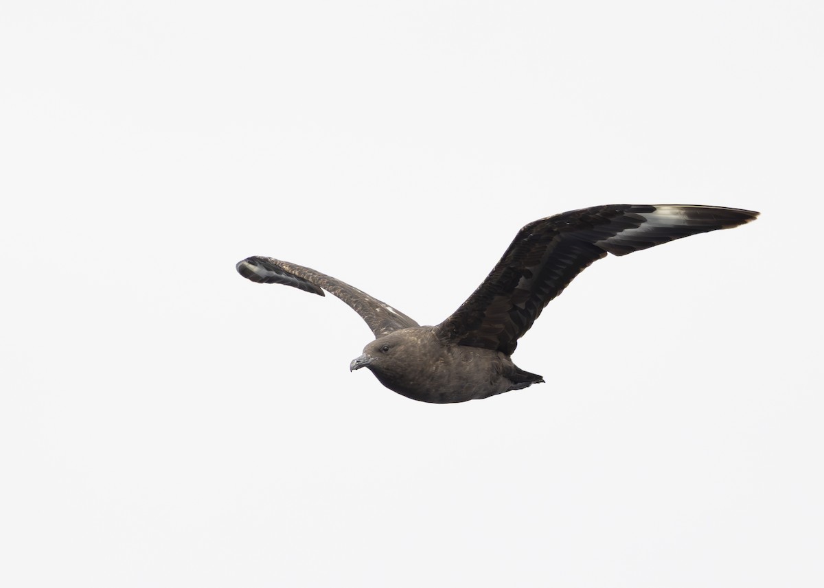 South Polar Skua - ML644774136
