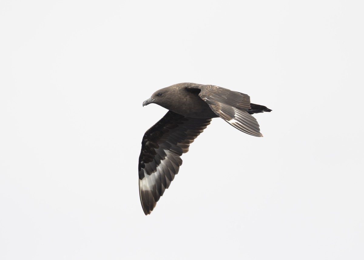 South Polar Skua - ML644774137