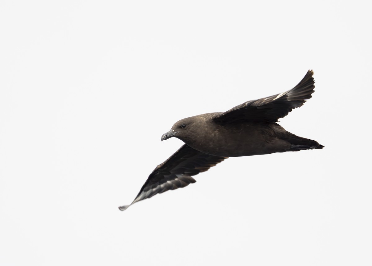 South Polar Skua - ML644774138