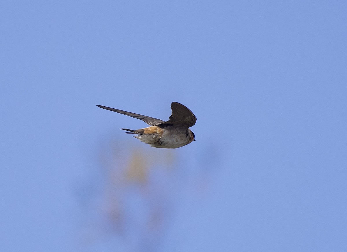 Cave Swallow - ML644774143