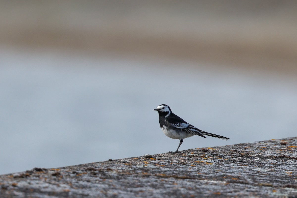 נחליאלי לבן (בריטי) - ML644774146