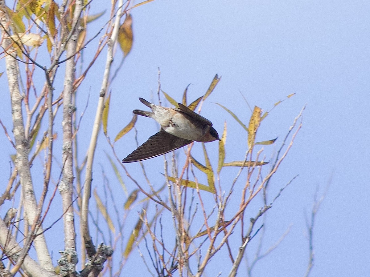 Cave Swallow - ML644774149