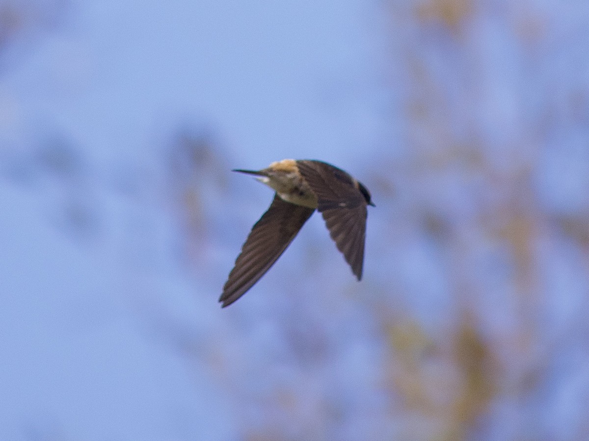 Cave Swallow - ML644774153