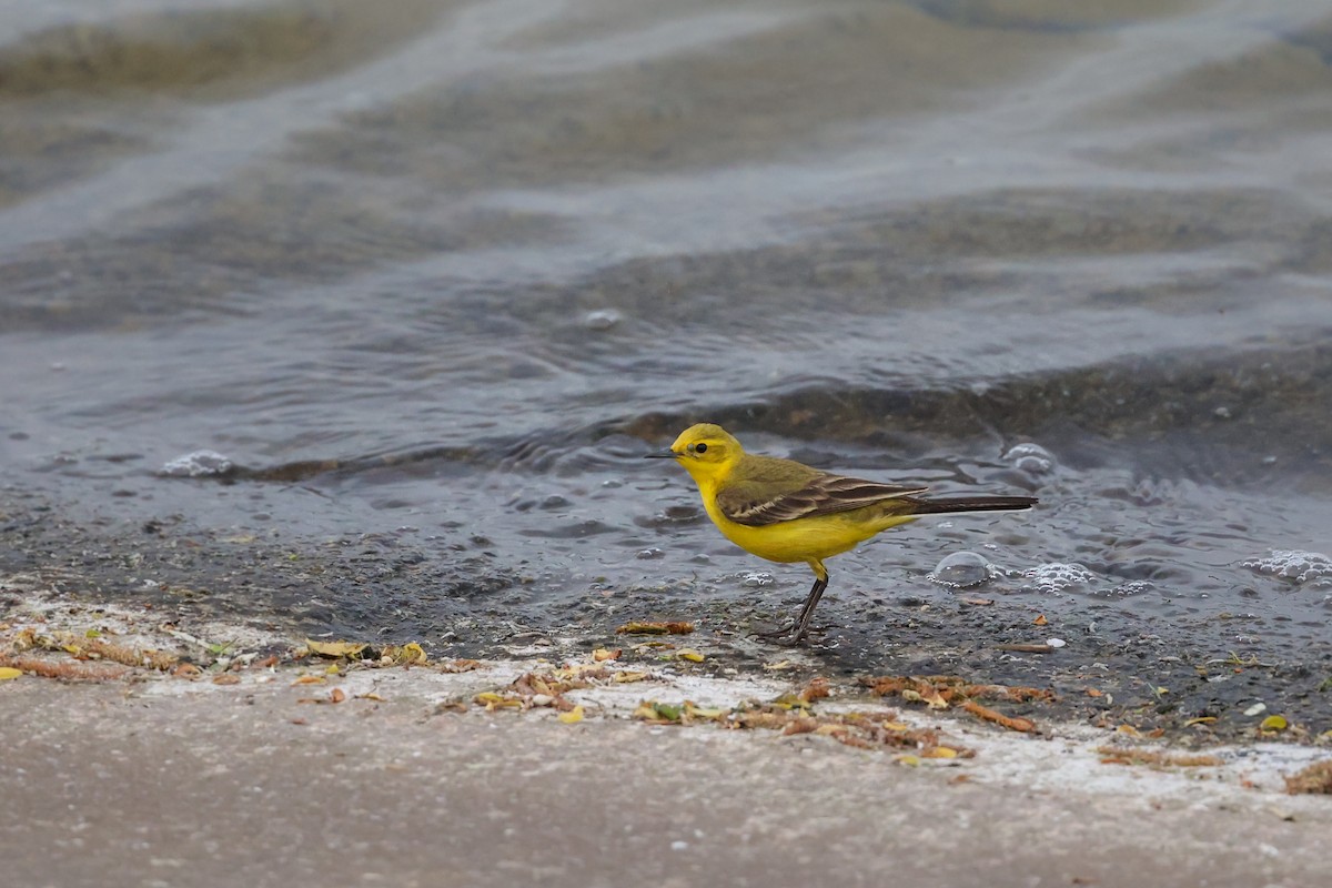 Western Yellow Wagtail (flavissima) - ML644774154