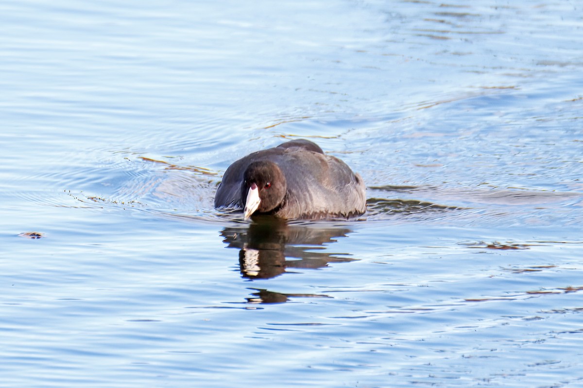 Лиска американська - ML644774158