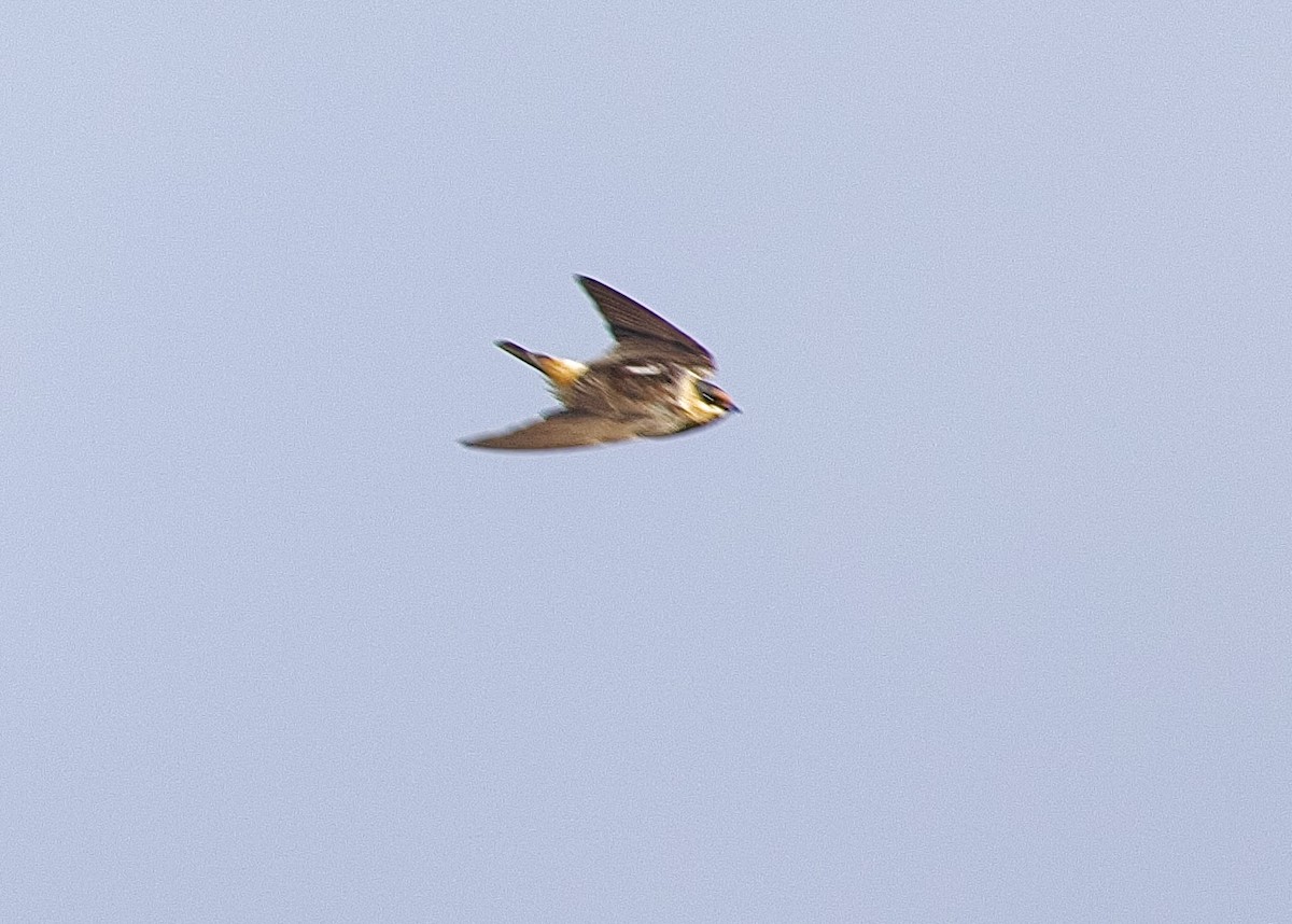 Cave Swallow - ML644774162