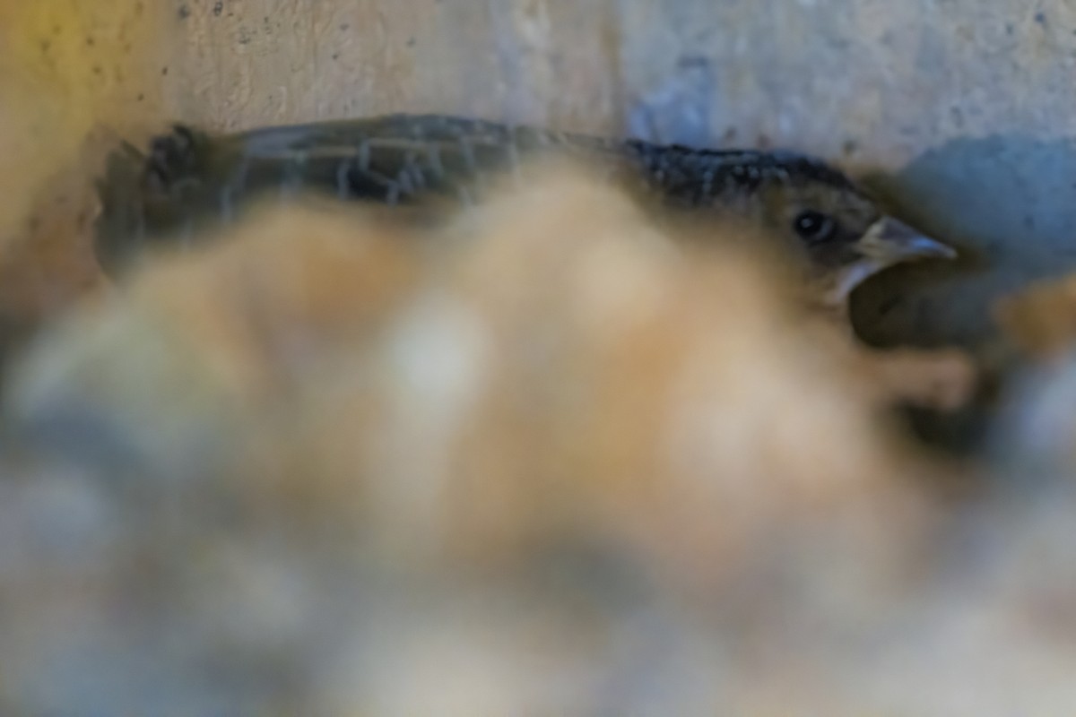 Yellow Rail - ML644774163