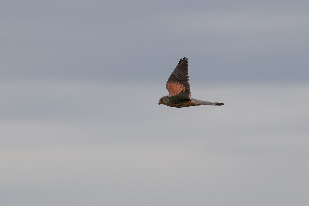 チョウゲンボウ - ML644774172