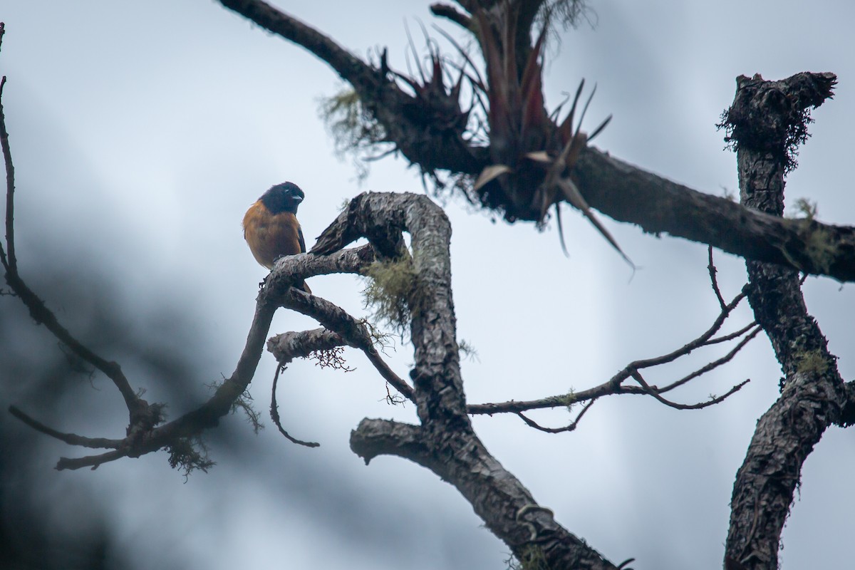 Blue-backed Conebill - ML644774174