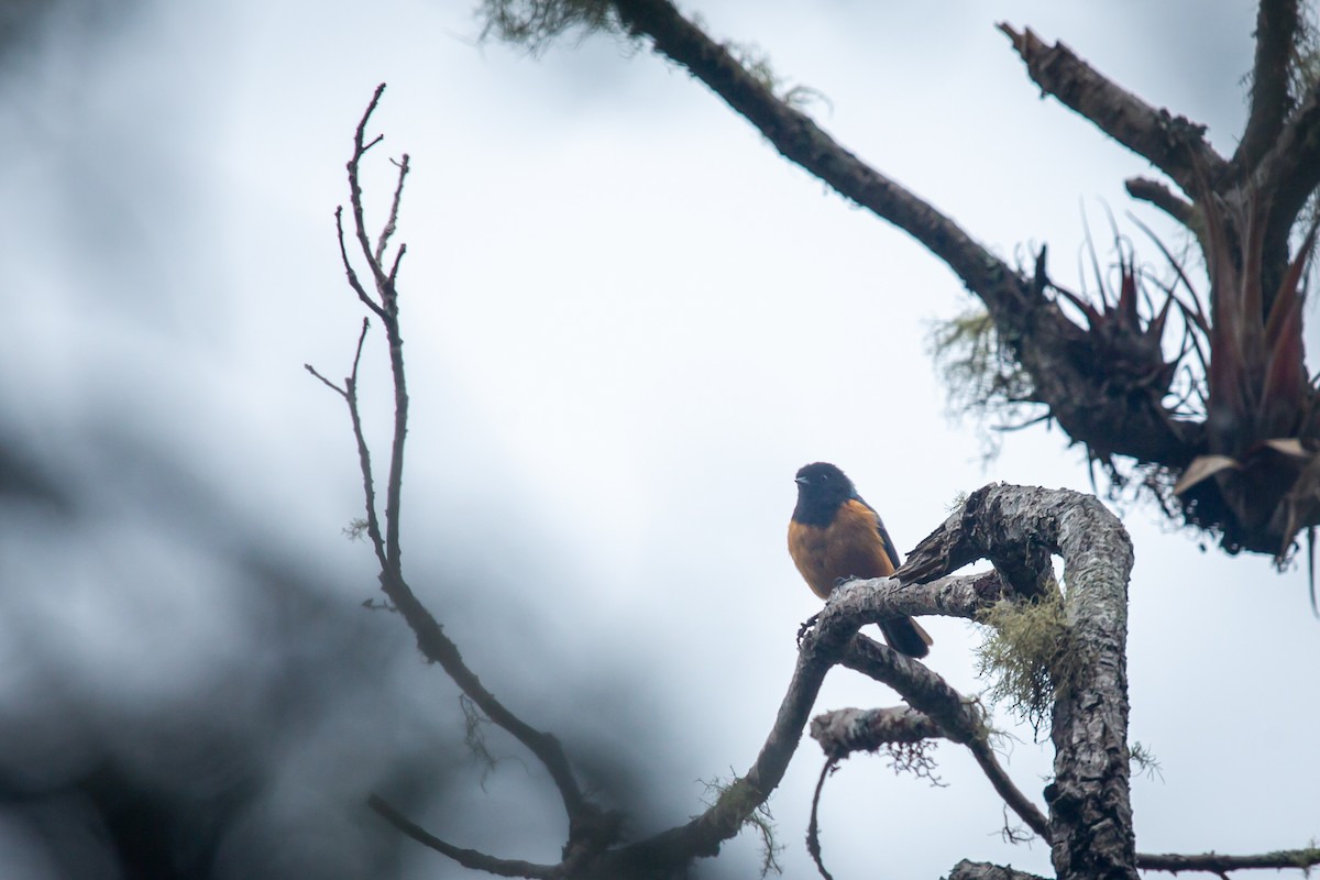 Blue-backed Conebill - ML644774175