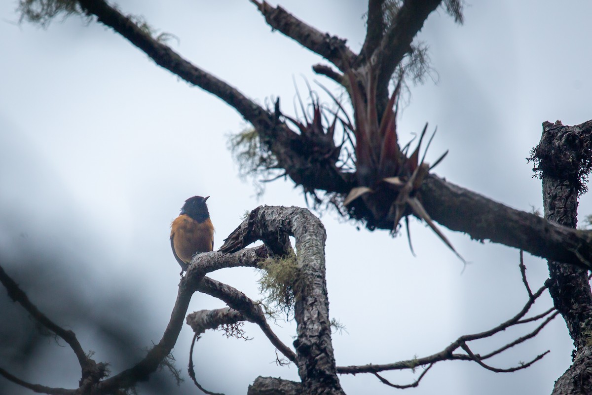 Blue-backed Conebill - ML644774176