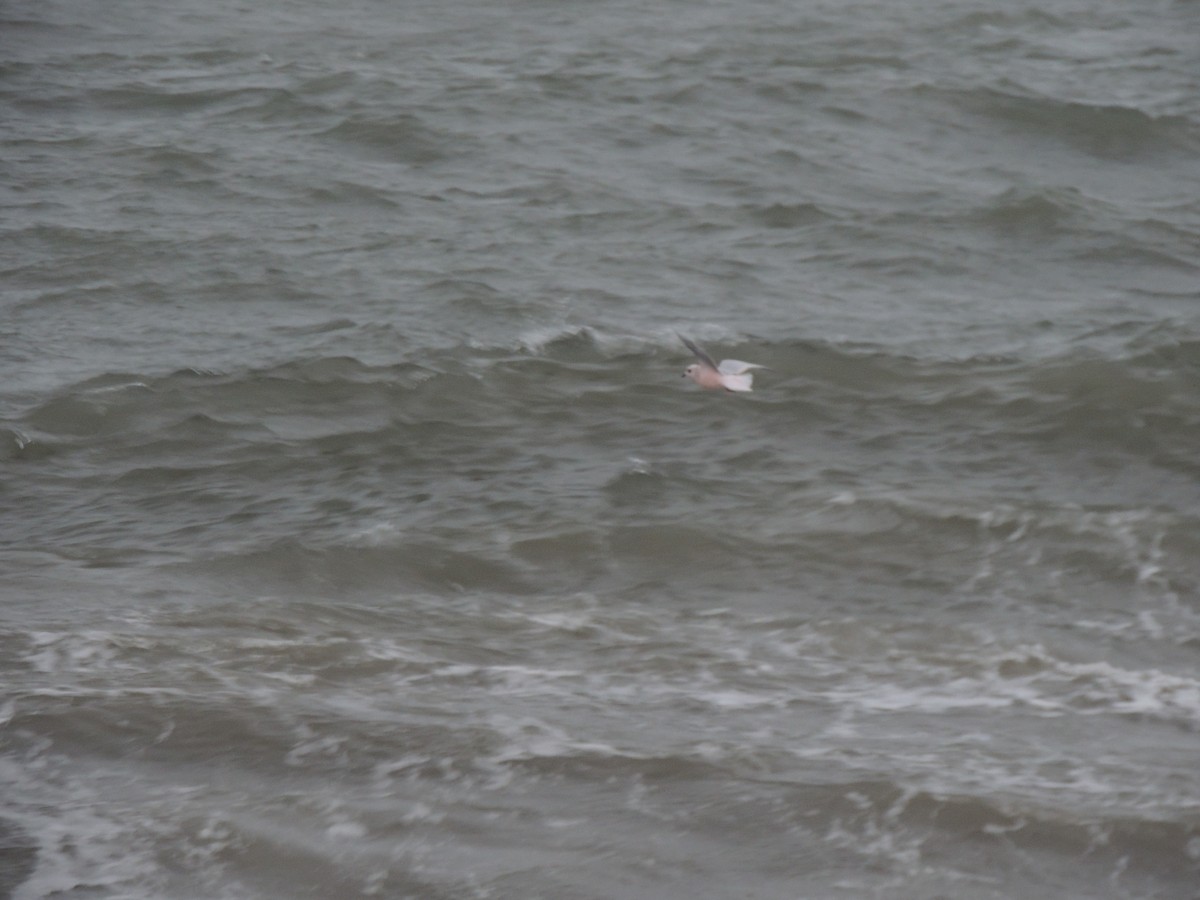 Antxeta arrosa - ML644774178