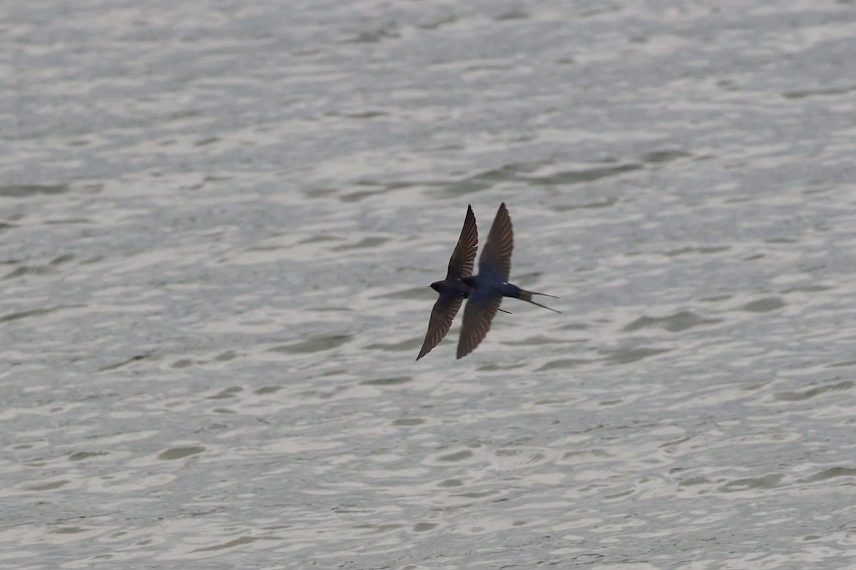 ツバメ - ML644774179