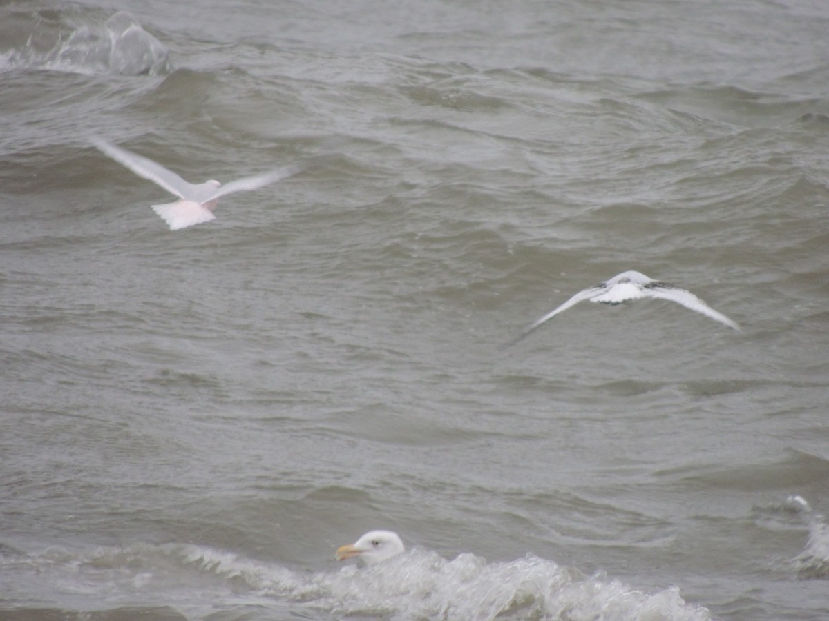 Antxeta arrosa - ML644774180