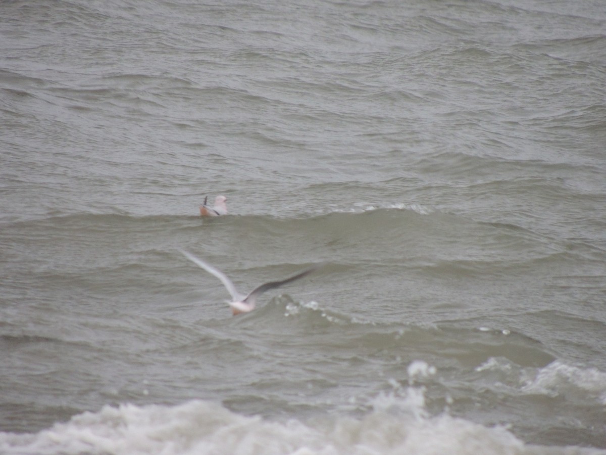 Antxeta arrosa - ML644774181