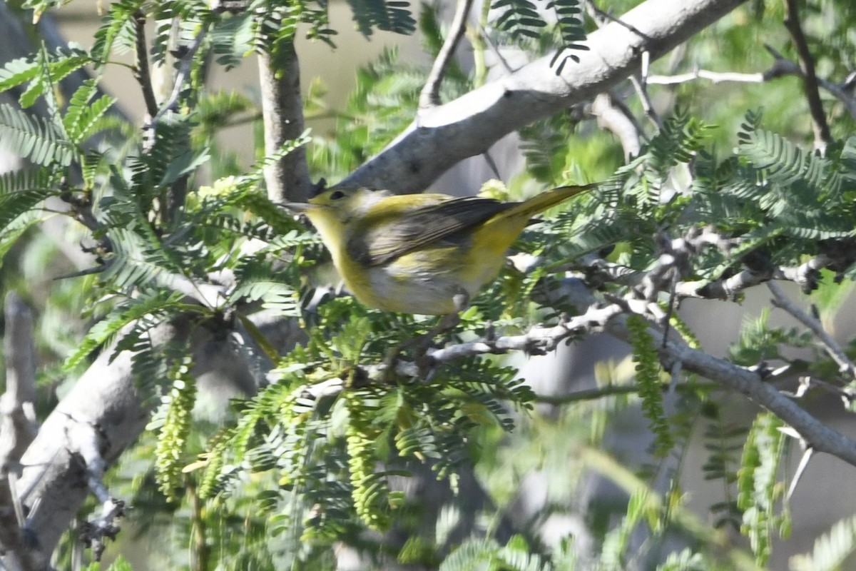 Northern/Mangrove Yellow Warbler - ML644774182