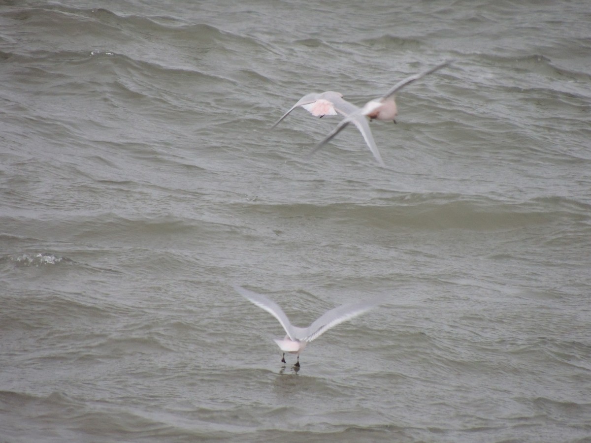 Antxeta arrosa - ML644774183