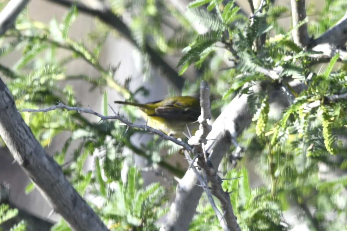 Northern/Mangrove Yellow Warbler - ML644774184