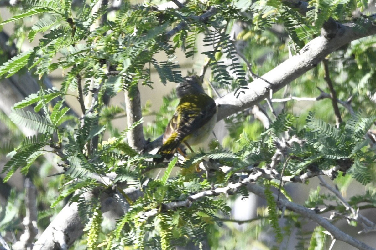 Northern/Mangrove Yellow Warbler - ML644774185