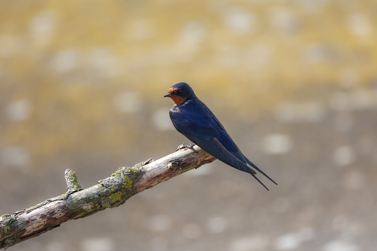 ツバメ - ML644774188