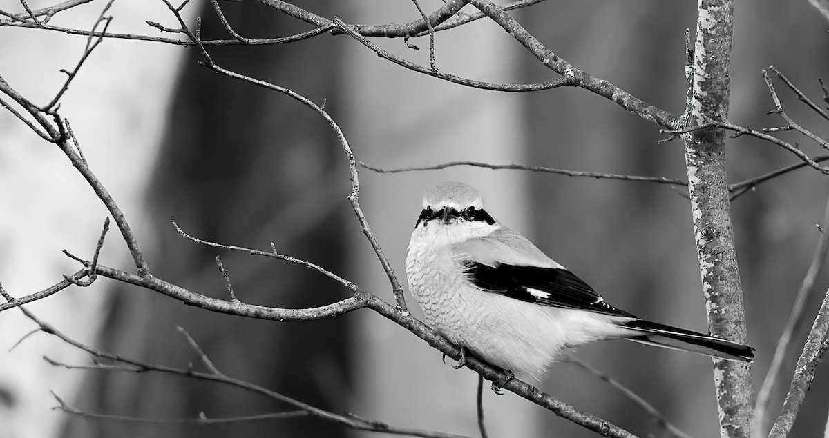 borealvarsler - ML644774189