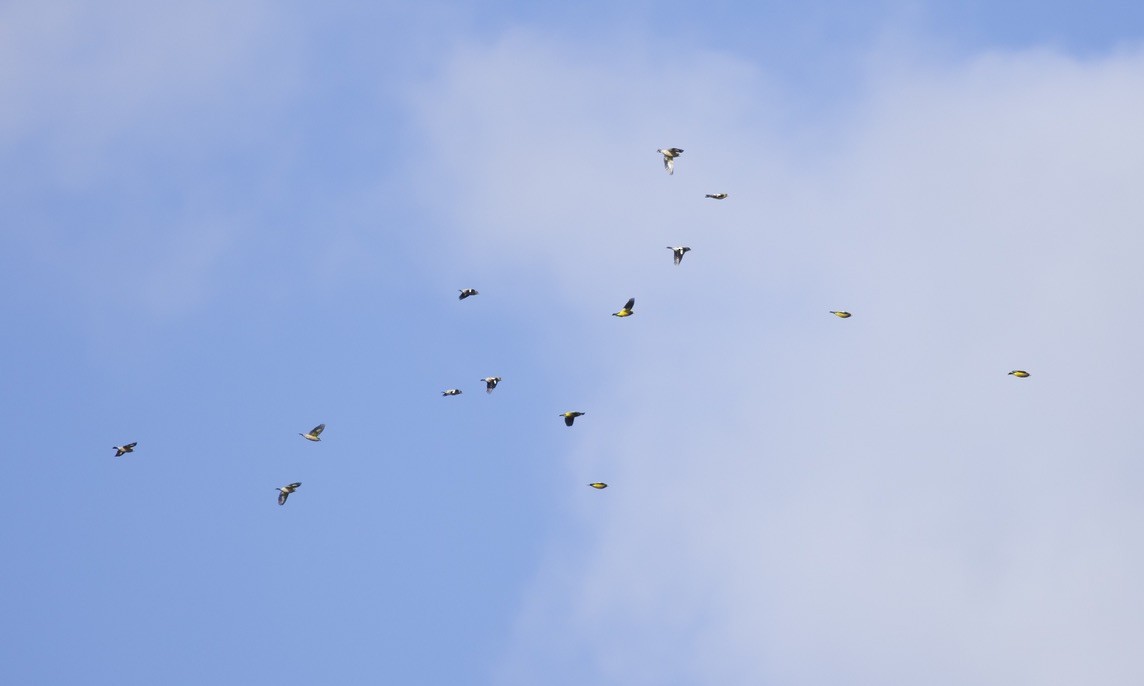 Evening Grosbeak - ML644774190