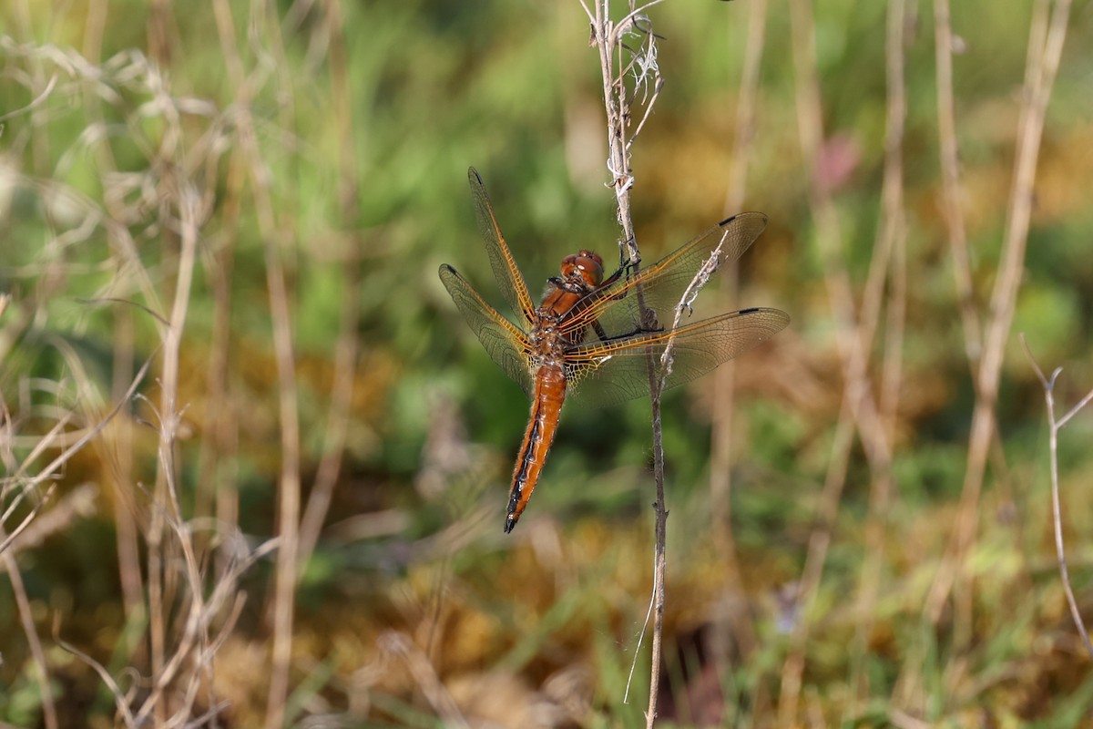 Scarce Chaser - ML644774194