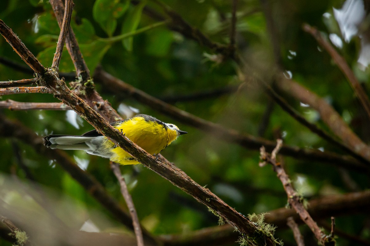 Süslü Ötleğen - ML644774195