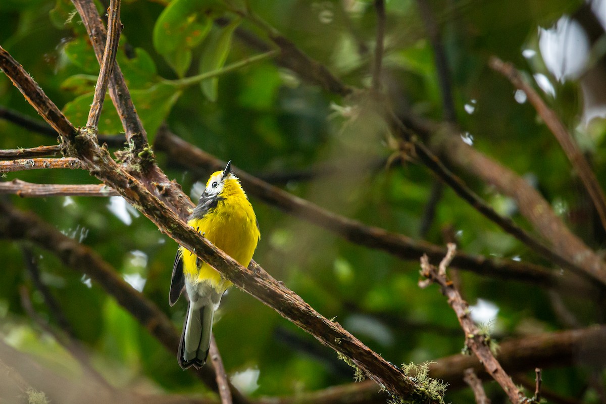 Süslü Ötleğen - ML644774197