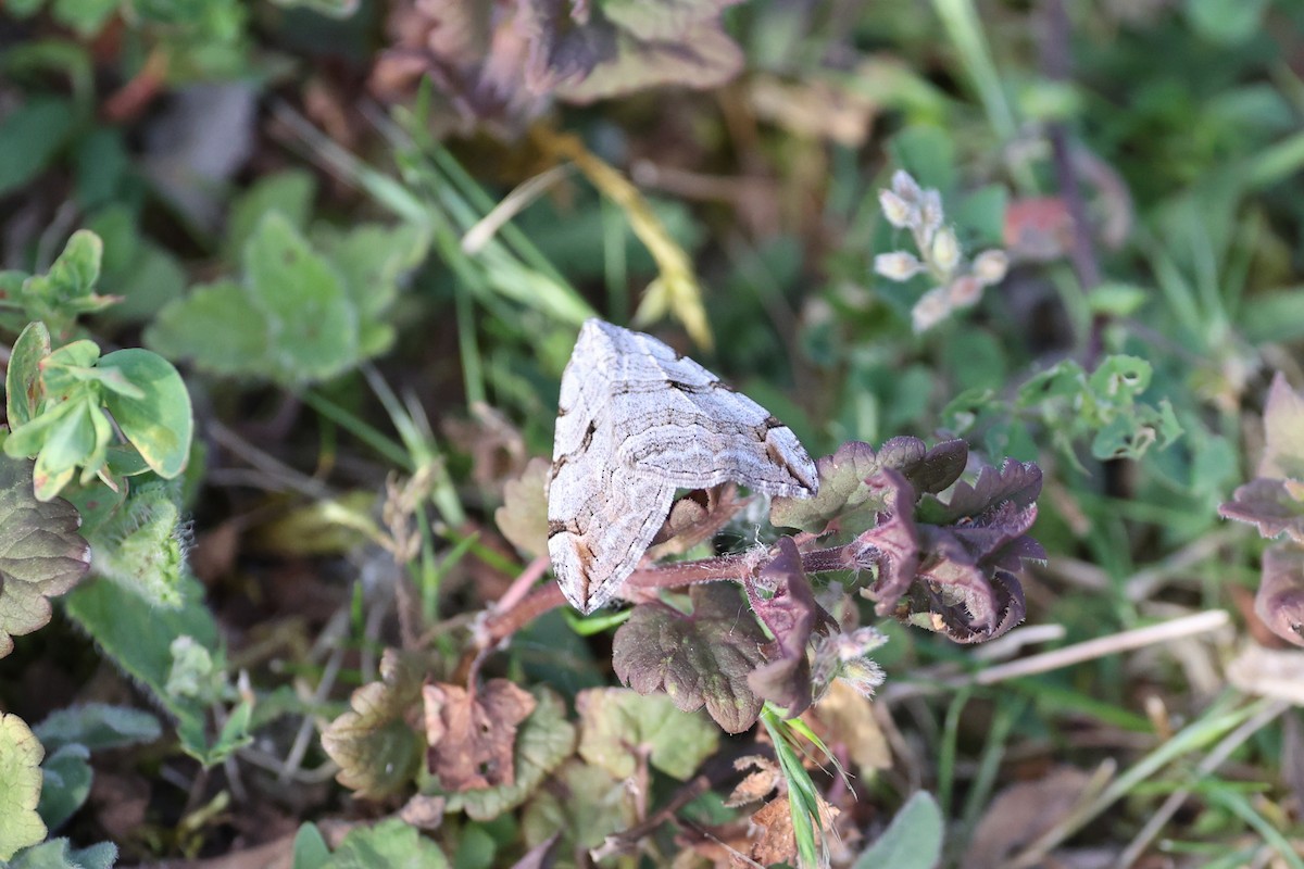 Treble Bar - ML644774198